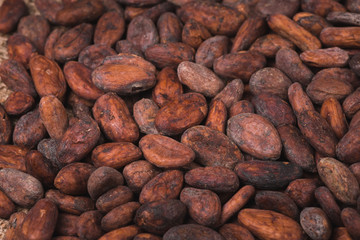 raw cocoa or cacao beans