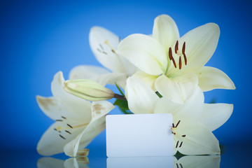 white Lily