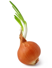 Ripe onion on a white background 