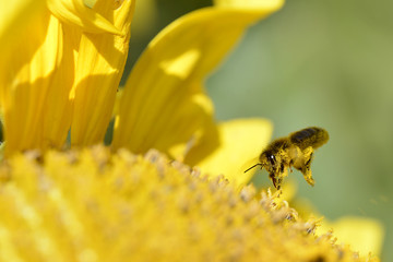 Honey bee in flight