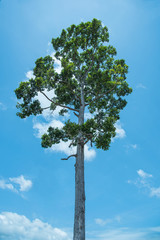 view of blue sky and tree