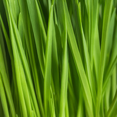 fresh green grass, oat sprouts, close up
