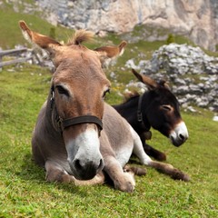 Naklejka na ściany i meble Group of Donkey on mountain in Italien Dolomites