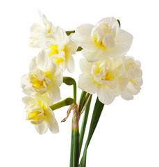 Naklejka na ściany i meble beautiful white daffodils isolated on white background 