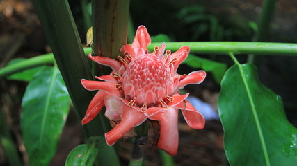 flore de la Réunion