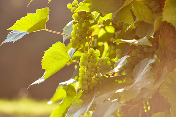 fresh bunch of white grapes on the field