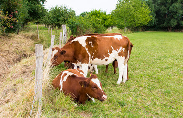 cows in the field in green meadow farm