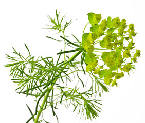 Cypress spurge (Euphorbia cyparissias) on white background 