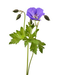 Meadow geranium (Geranium pratense) flower isolated on a white background 
