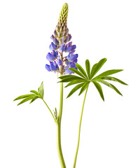 Lupine flower on a white background © multik79