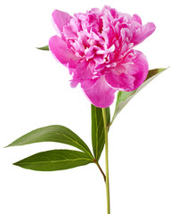 Obraz premium Pink peony isolated on white background