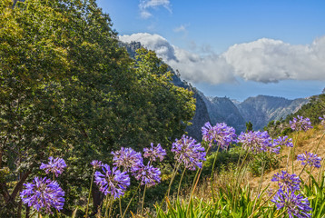 Madeira natural landscape