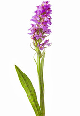 Dactylorhiza fuchsii on a black background