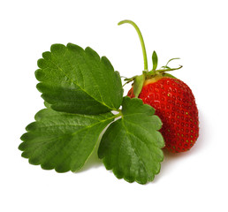 Strawberries with leaves. Isolated on a white background. 