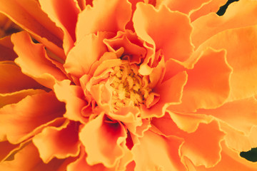 Marigold flower close-up