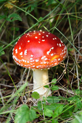 Obraz premium Red Fly Agaric Mushroom in Grass