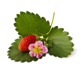 Strawberries with flower on a white background. 
