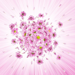 pink daisy flower buds explosion, with shining rays, similar to the petals
