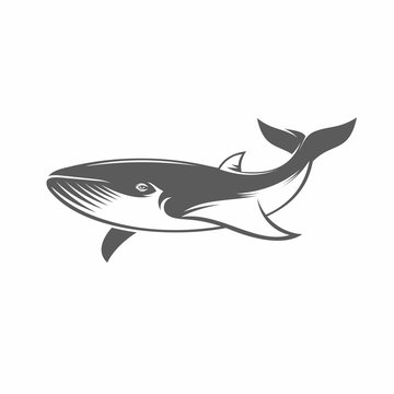 Whale in water vector illustration / Vector illustration, Whale, Tattoo, Vintage, Aquatic, Animals