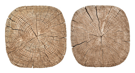 Cross section of tree trunk showing growth rings on white background - obrazy, fototapety, plakaty