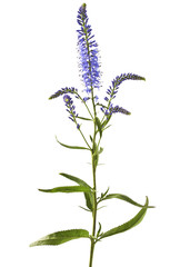 Speedwell flowers (Veronica longifolia) isolated on white background