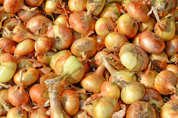 Raw Ripe Onion Closeup as Natural Background