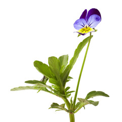 Pansy Violet with Green Leaves on White Background (Viola)