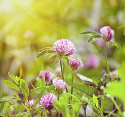 Summer Sunlight Scene: Clover Flowers on Green Grass Background