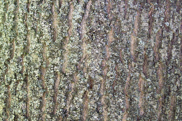 The texture of the bark/The texture of tree bark