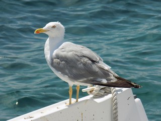 Seagull on boat