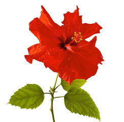 Fototapeta premium Red Hibiscus flower on a white background