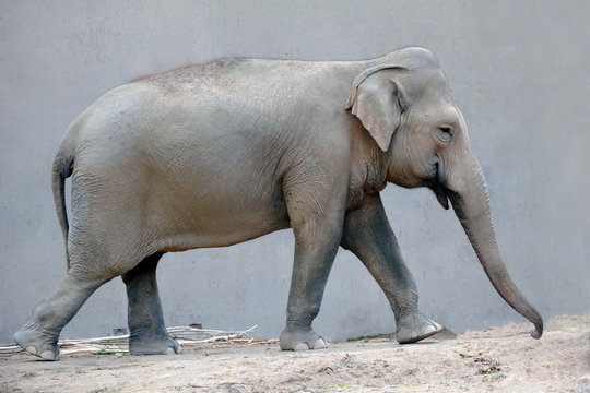 Elephant - Stock Image