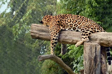 Schilderijen op glas Leopard - Stock Image © blackdiamond67