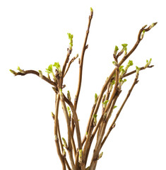 Currant twig with sprouts on white background