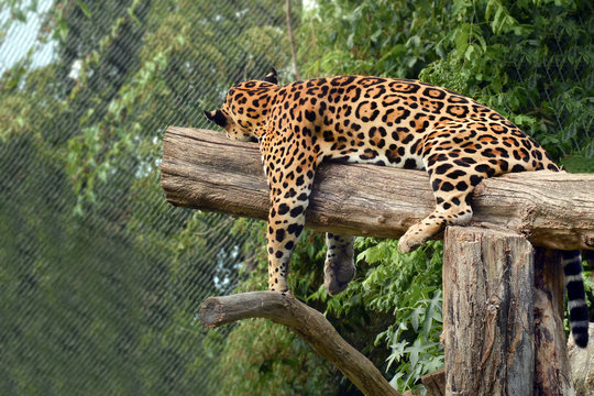 Leopard - Stock Image