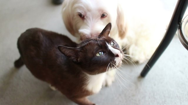 Medium frontal angle of white dog pinning down, straddling, and kissing and licking its black cat lover/best friend;