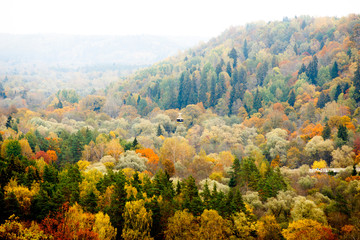 Colorful autumn forest landscape, textured background.