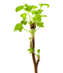 Currant twig with sprouts on white background