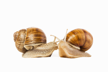 Two snails drawn to each other isolated on a white background. C