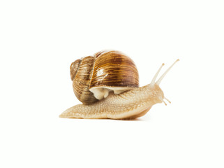 snail isolated