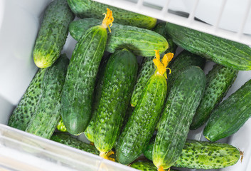 cucumbers