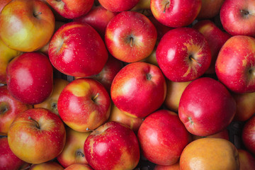 Fresh ripe red apples