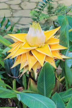 Musella lasiocarpa - Golden Lotus Banana Flower or Chinese Dwarf Banana Flower
