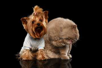 Scottish Cat and Yorkshire Terrier Dog Isolated