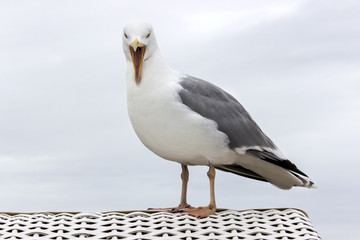 seagull / a seagull on a beach chair