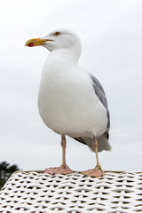 seagull / a seagull on a beach chair