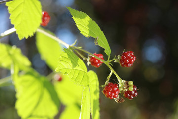 Ягоды дикой лесной куманики на ветке