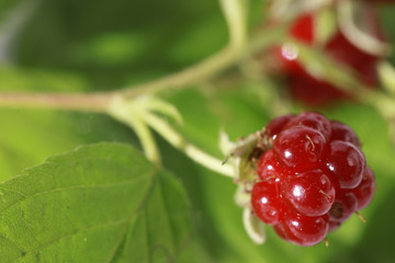 Ягоды дикой лесной куманики на ветке