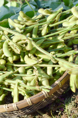 カゴに入った収穫した枝豆