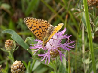 Obraz premium Butterfly on pink flower